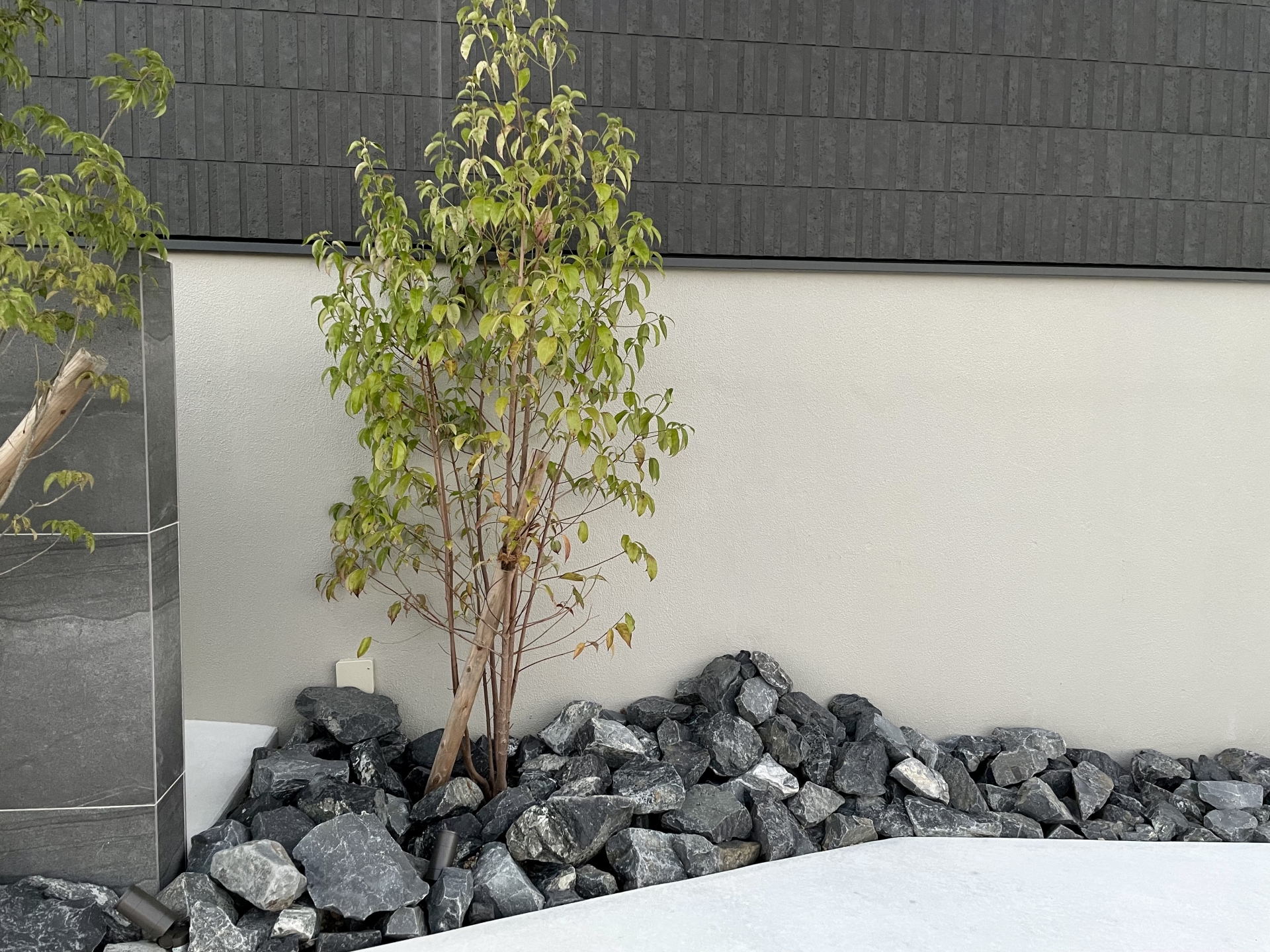 シンボルツリーの後悔しない選び方ガイドのサムネイル