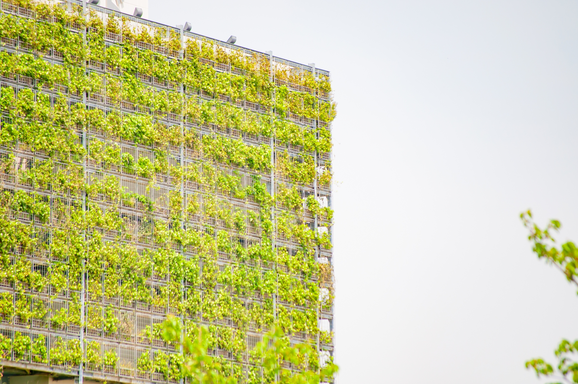 壁面緑化が福島で注目される理由と効果とは？のアイキャッチ